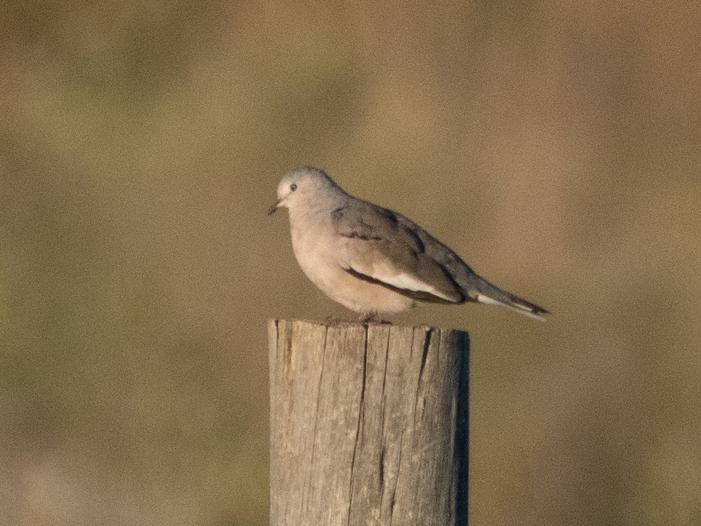 Picui Ground Dove - ML647620967