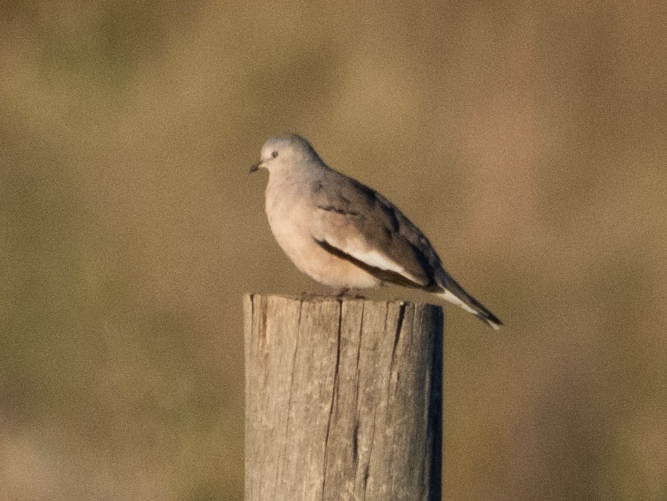 Picui Ground Dove - ML647620968
