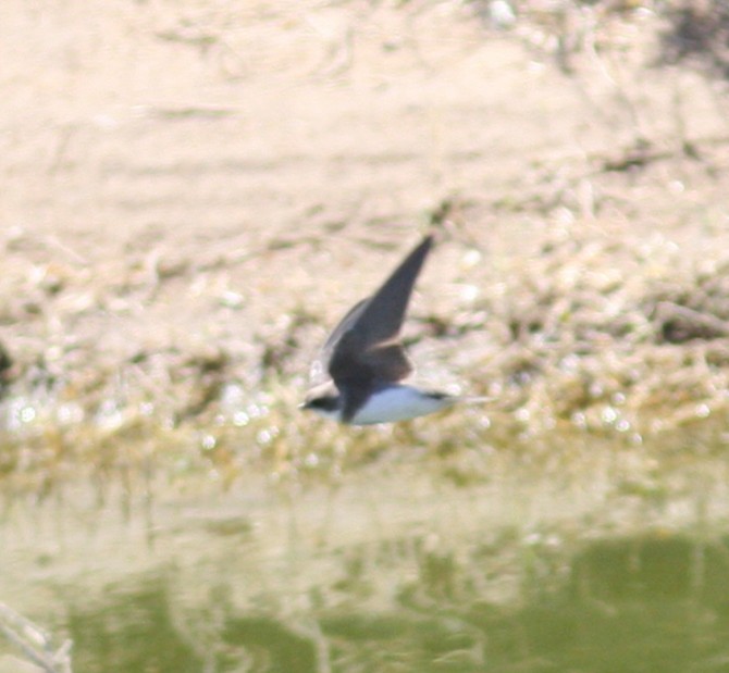 灰沙燕 - ML647621031