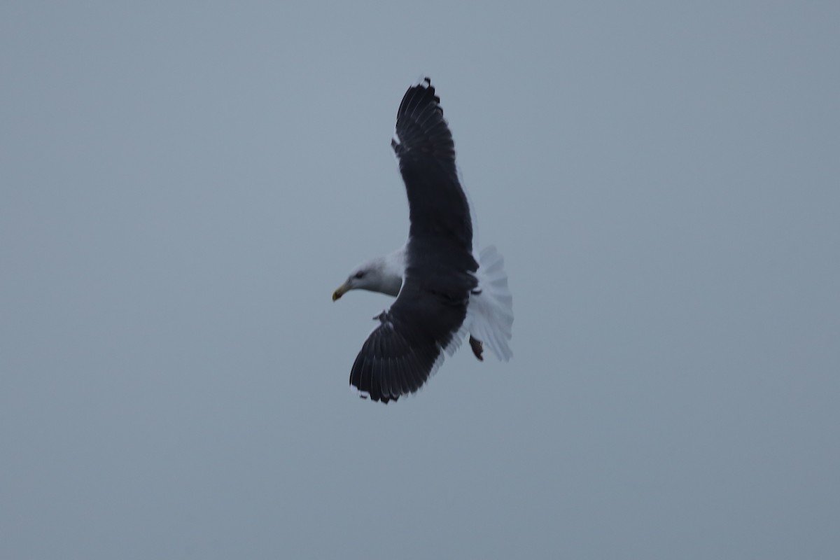 racek mořský - ML647621054