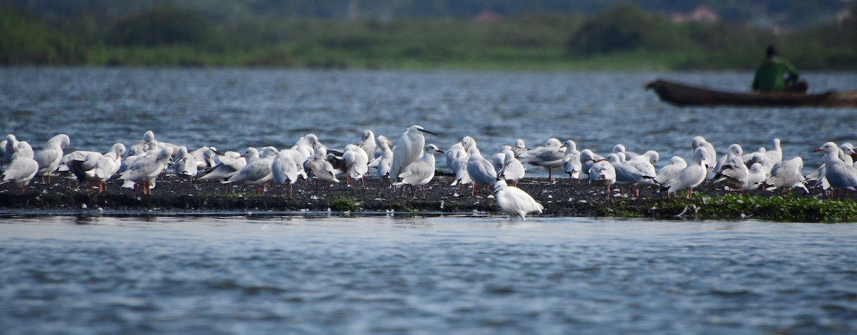 Antxeta burugrisa - ML647621057