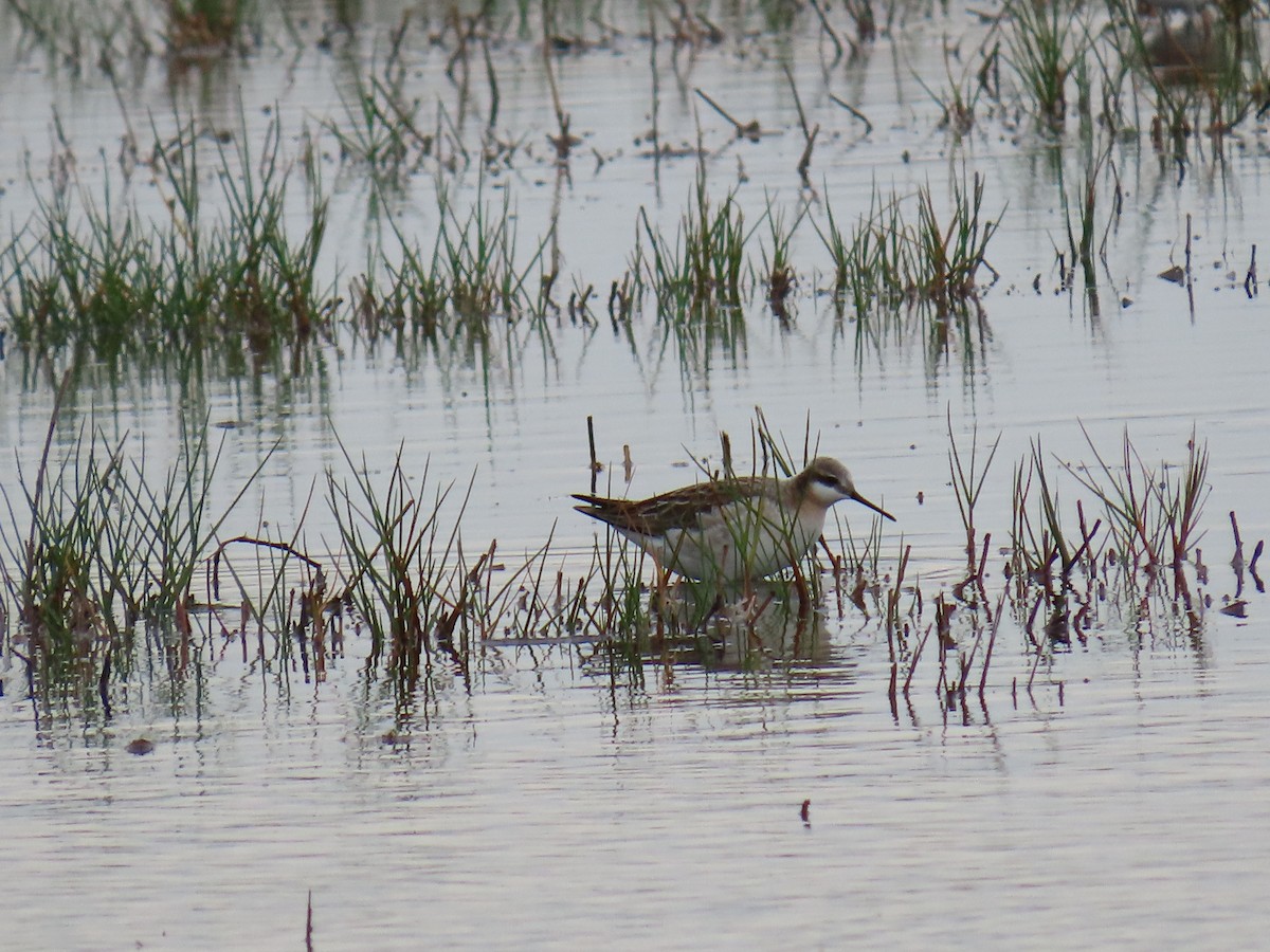 Wilson's Phalarope - ML647621084