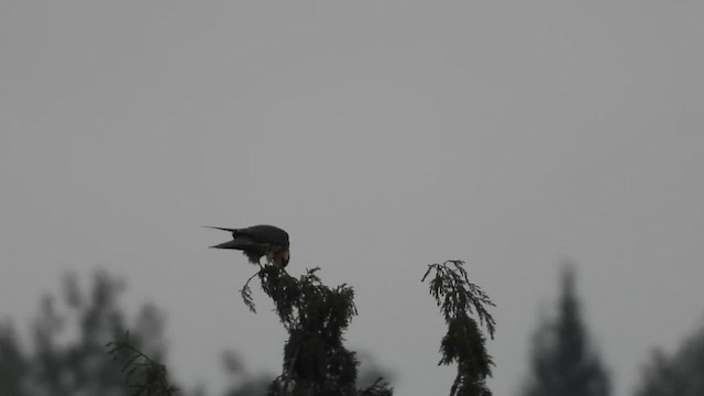 Підсоколик великий - ML647621088