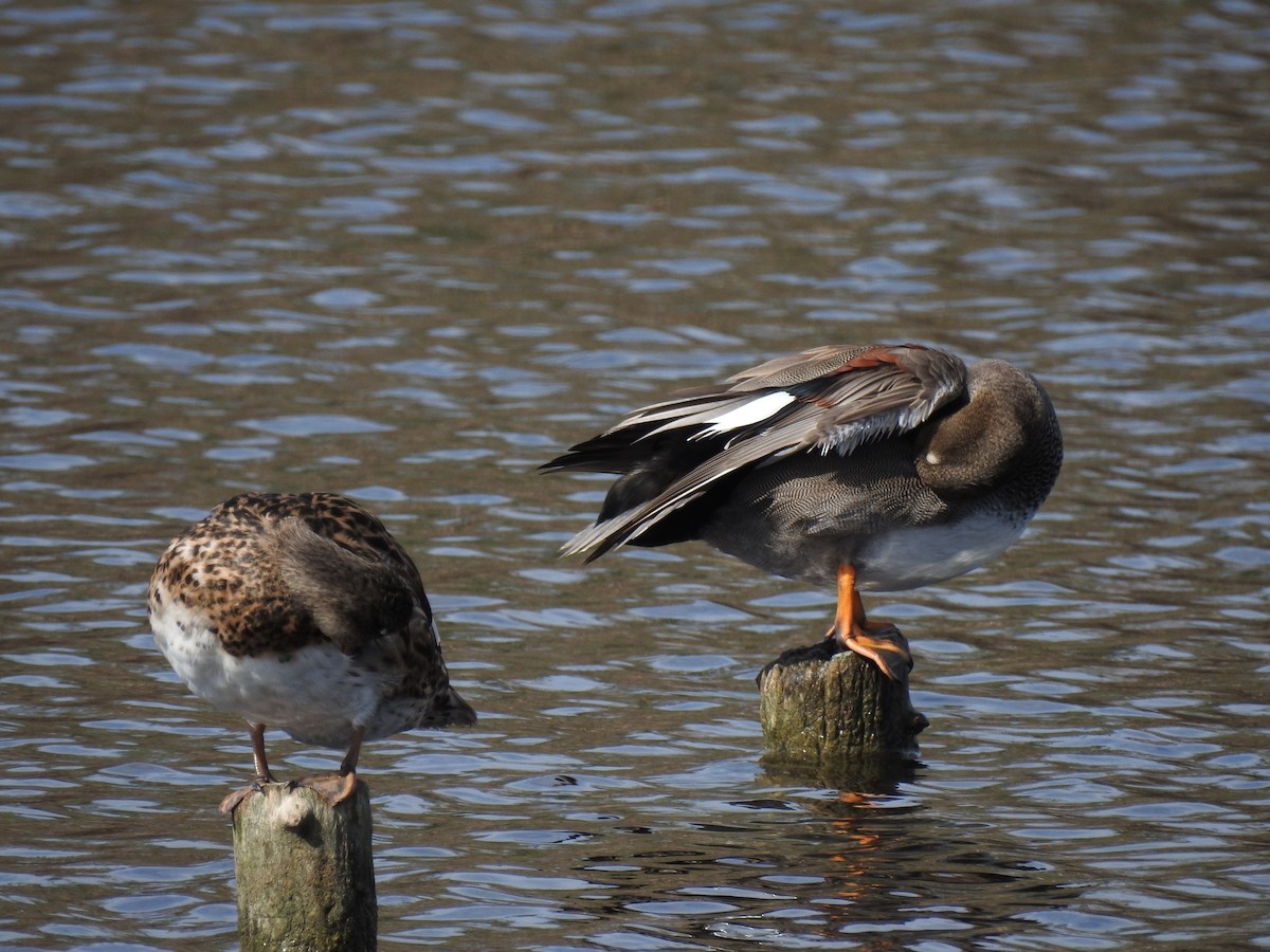 赤膀鴨 - ML647621117