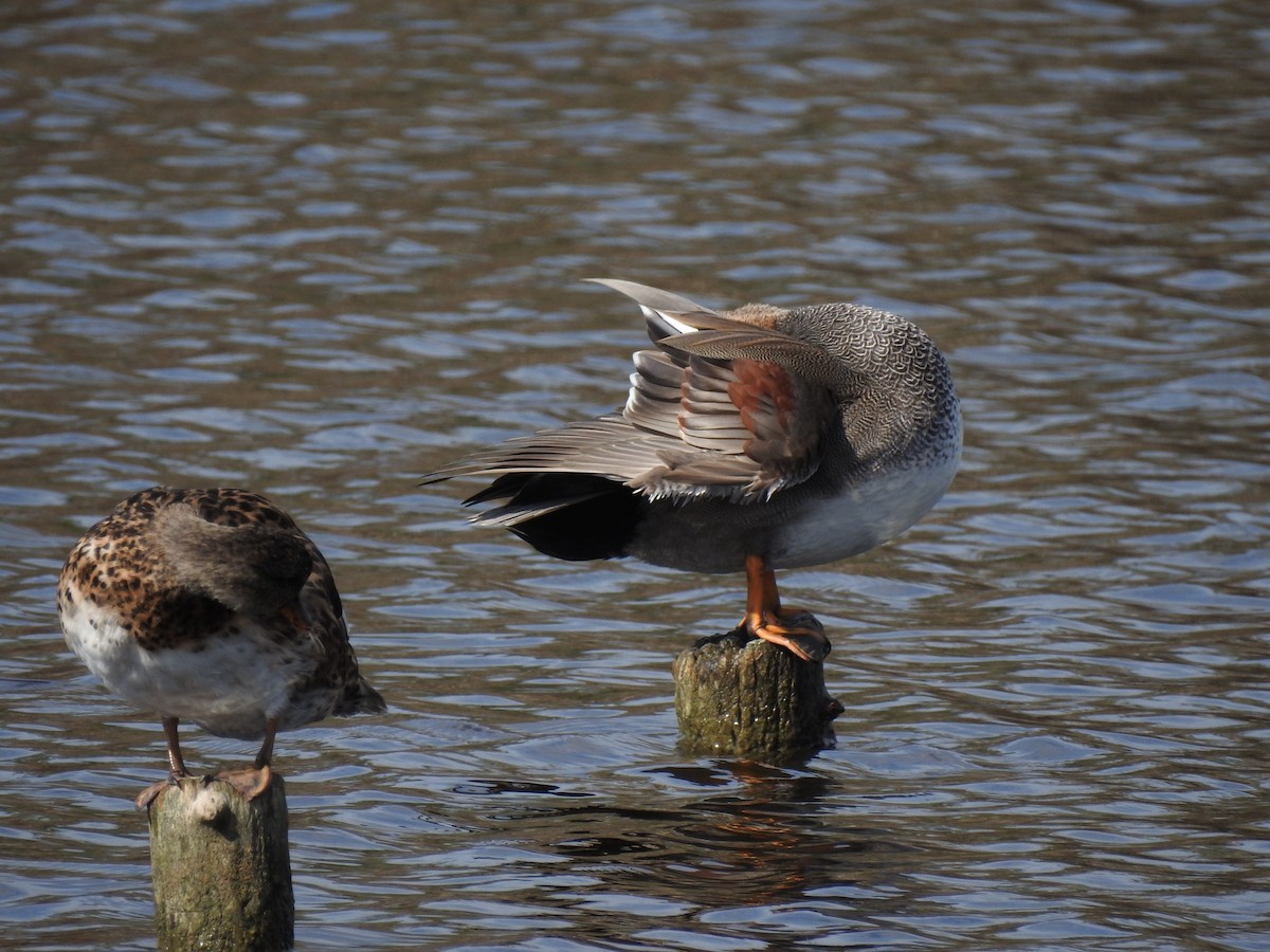 赤膀鴨 - ML647621118