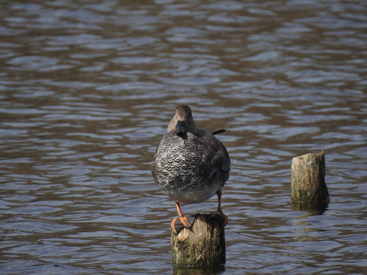 赤膀鴨 - ML647621119