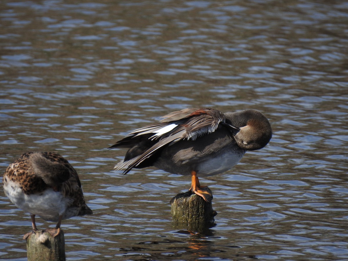 赤膀鴨 - ML647621120