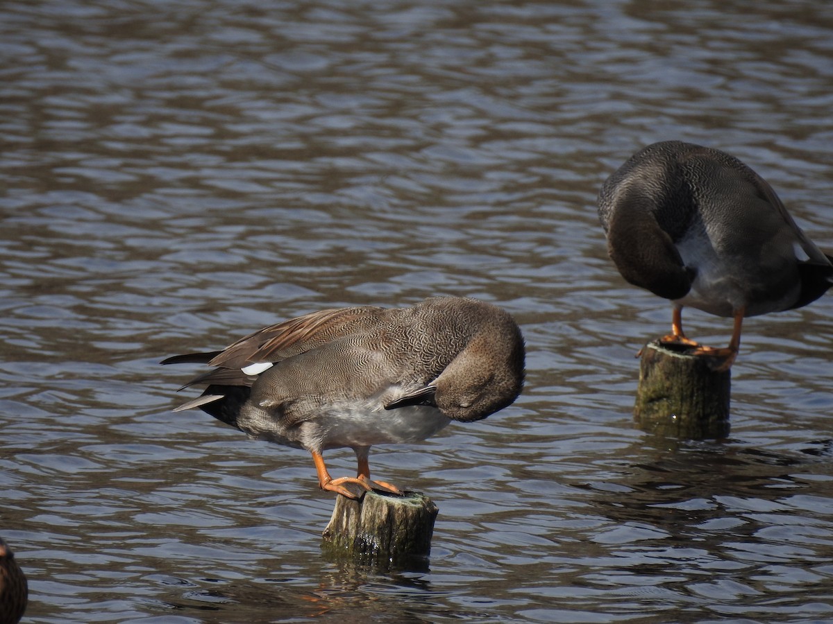 赤膀鴨 - ML647621121