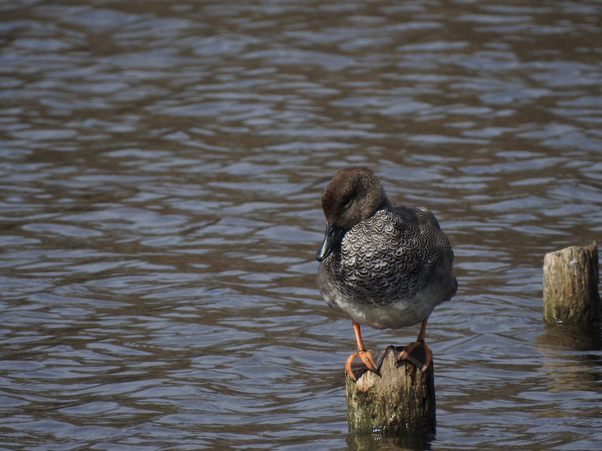赤膀鴨 - ML647621122