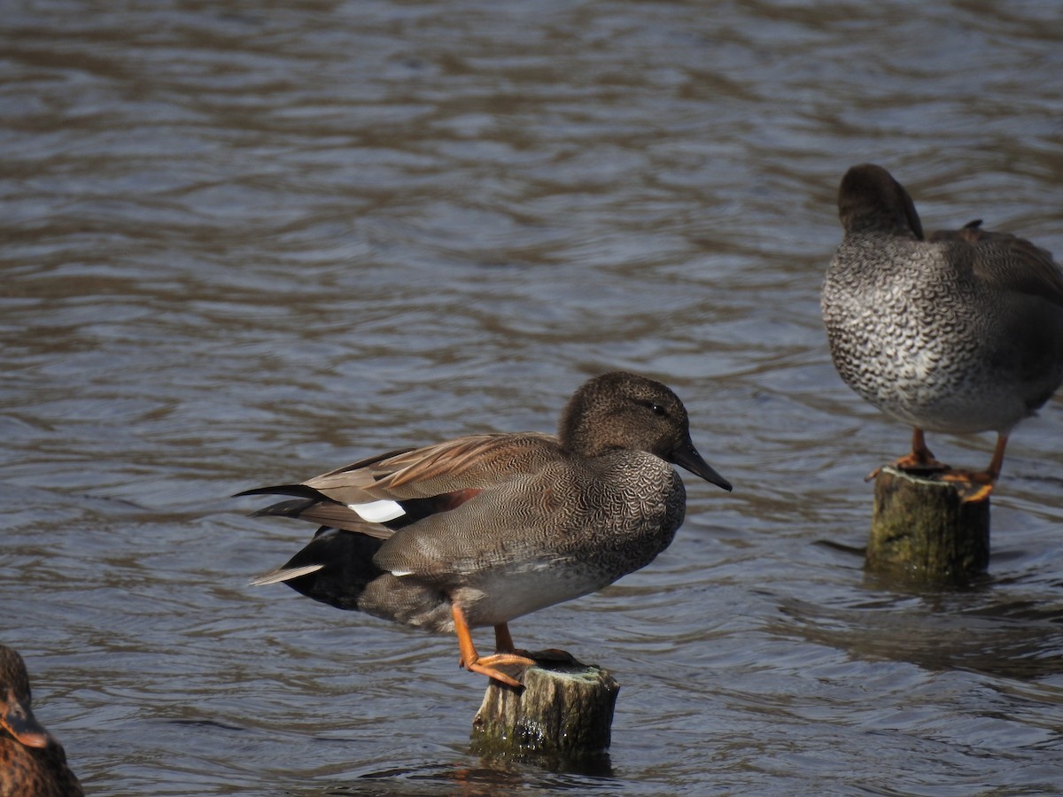 赤膀鴨 - ML647621123