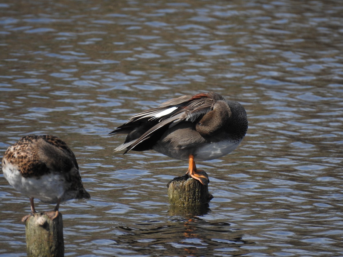 赤膀鴨 - ML647621129