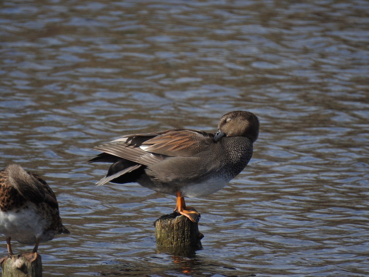 赤膀鴨 - ML647621130