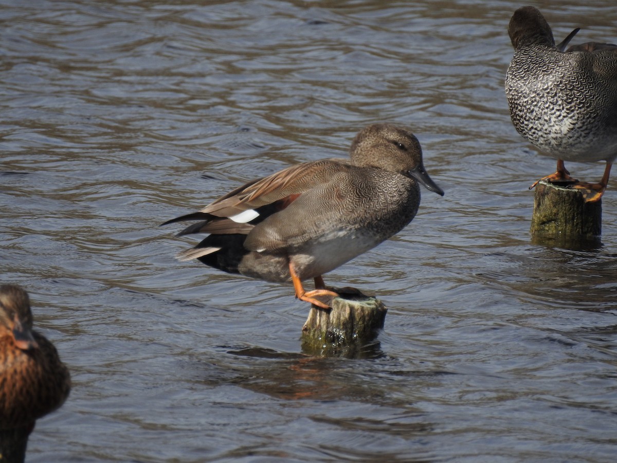 赤膀鴨 - ML647621131