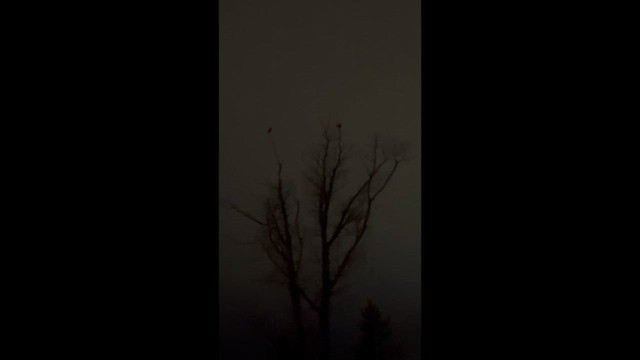 Пугач віргінський - ML647621134