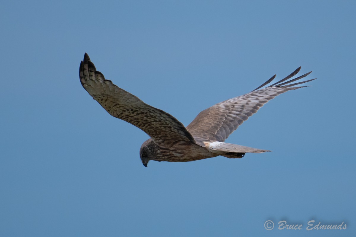 Swamp Harrier - ML647621135
