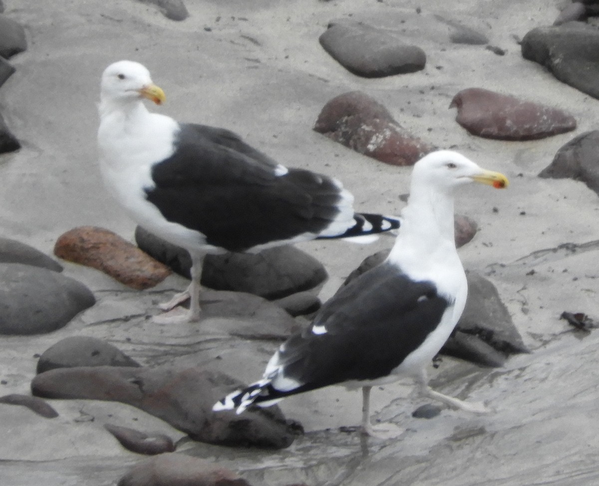 racek mořský - ML647621137