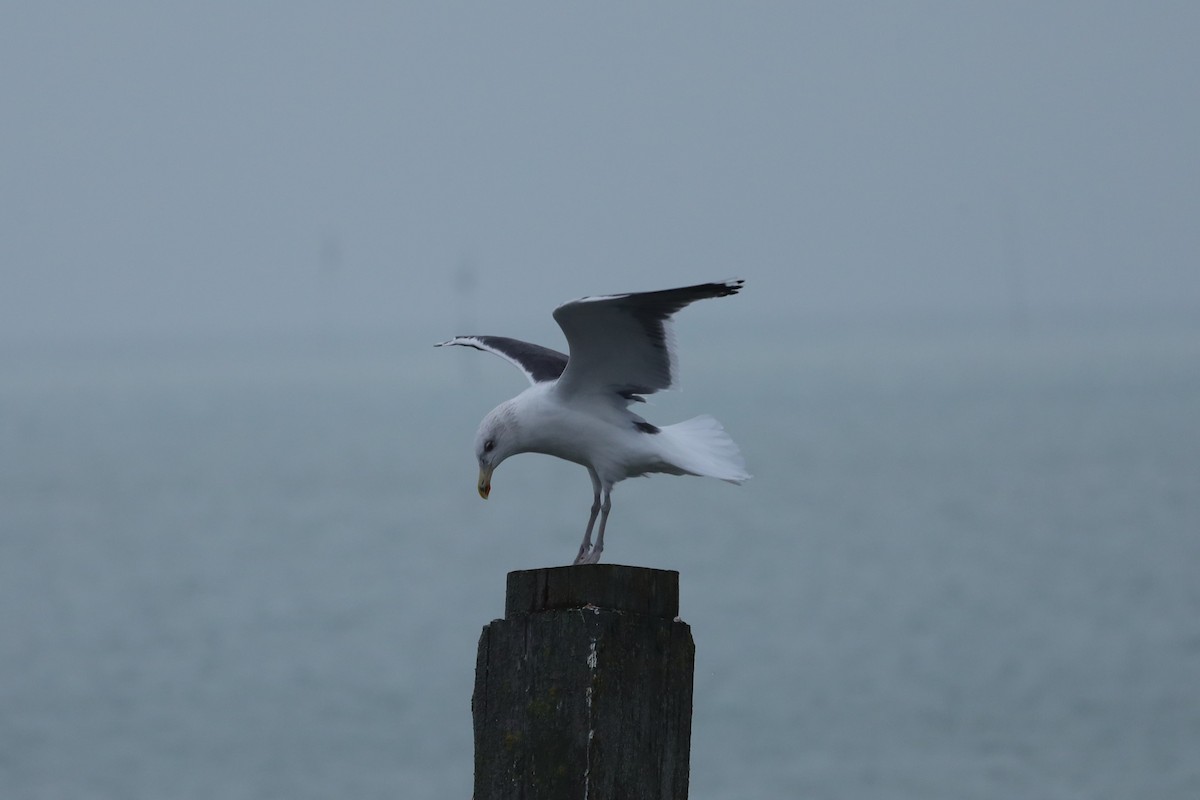 racek mořský - ML647621139