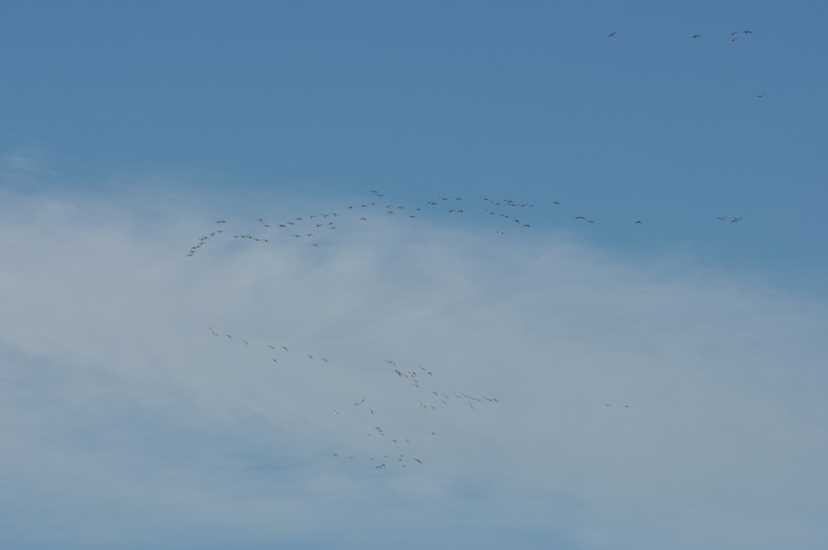 Oie cendrée - ML647621147