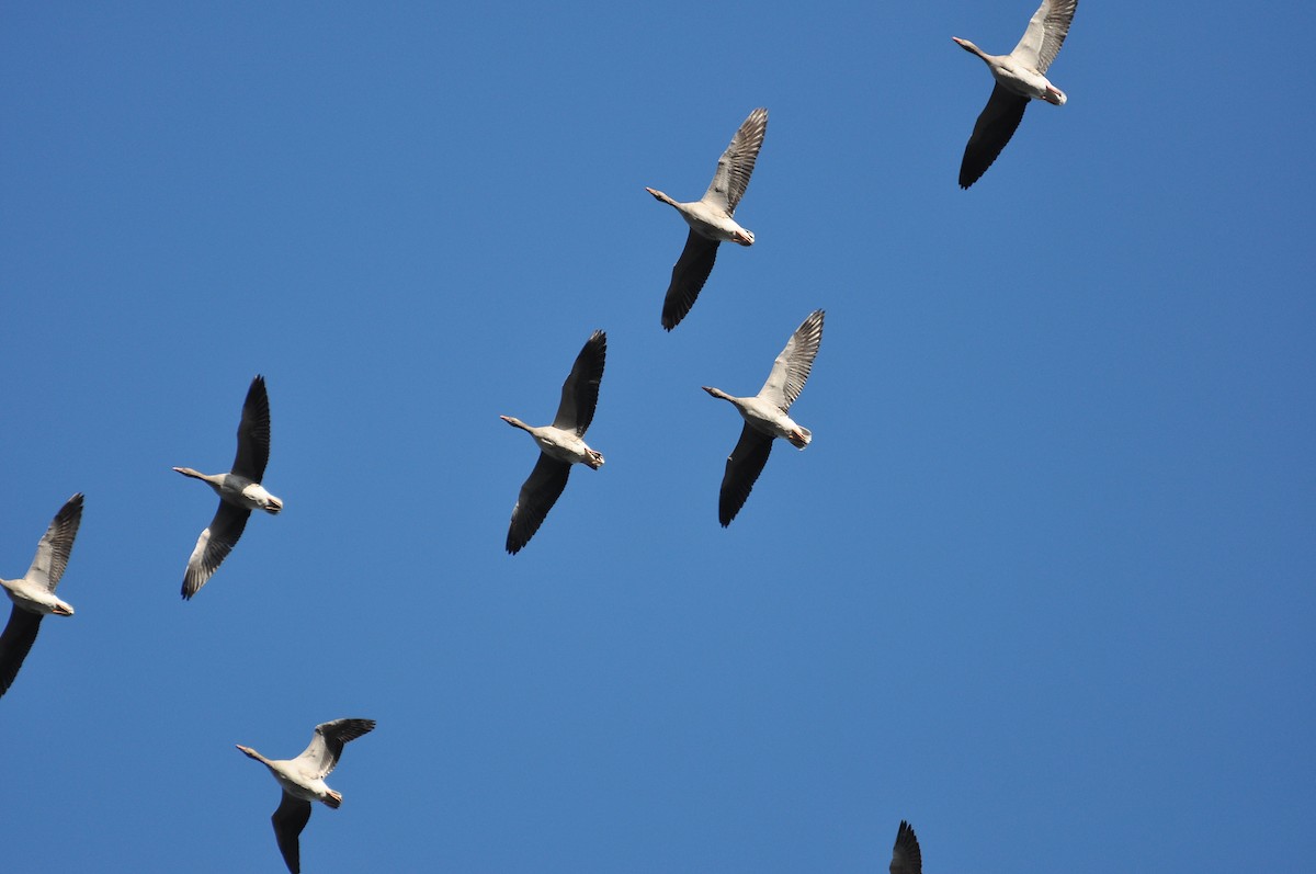 Oie cendrée - ML647621149