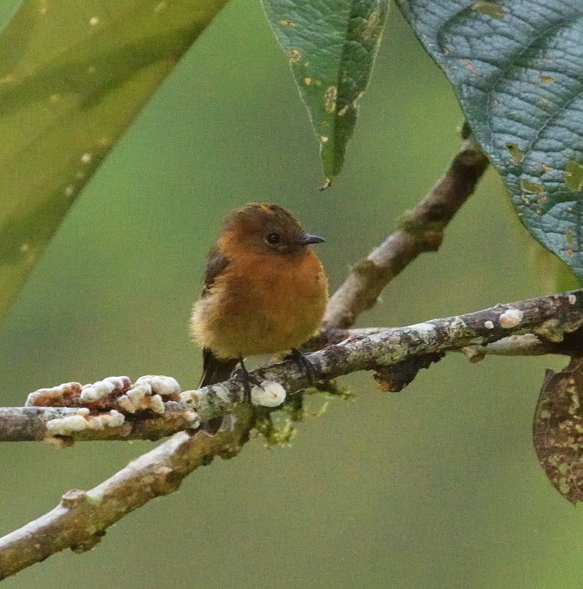 Cinnamon Flycatcher - ML647621179