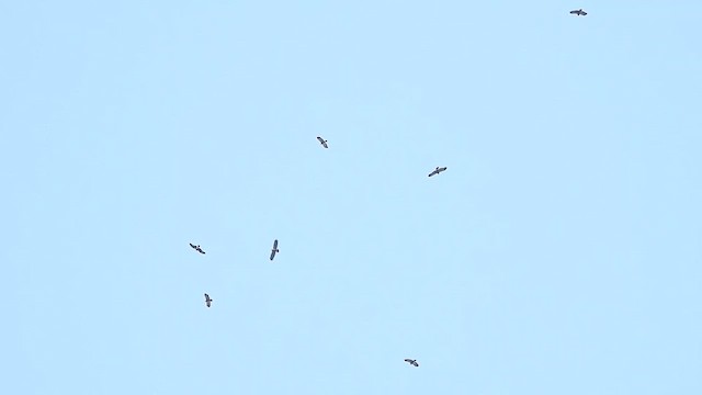 Підорлик малий - ML647621181