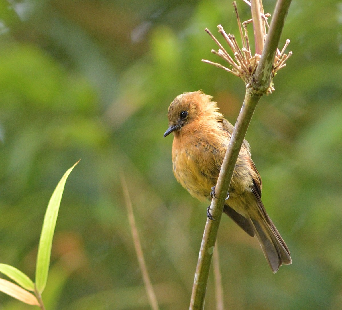 Cinnamon Flycatcher - ML647621195
