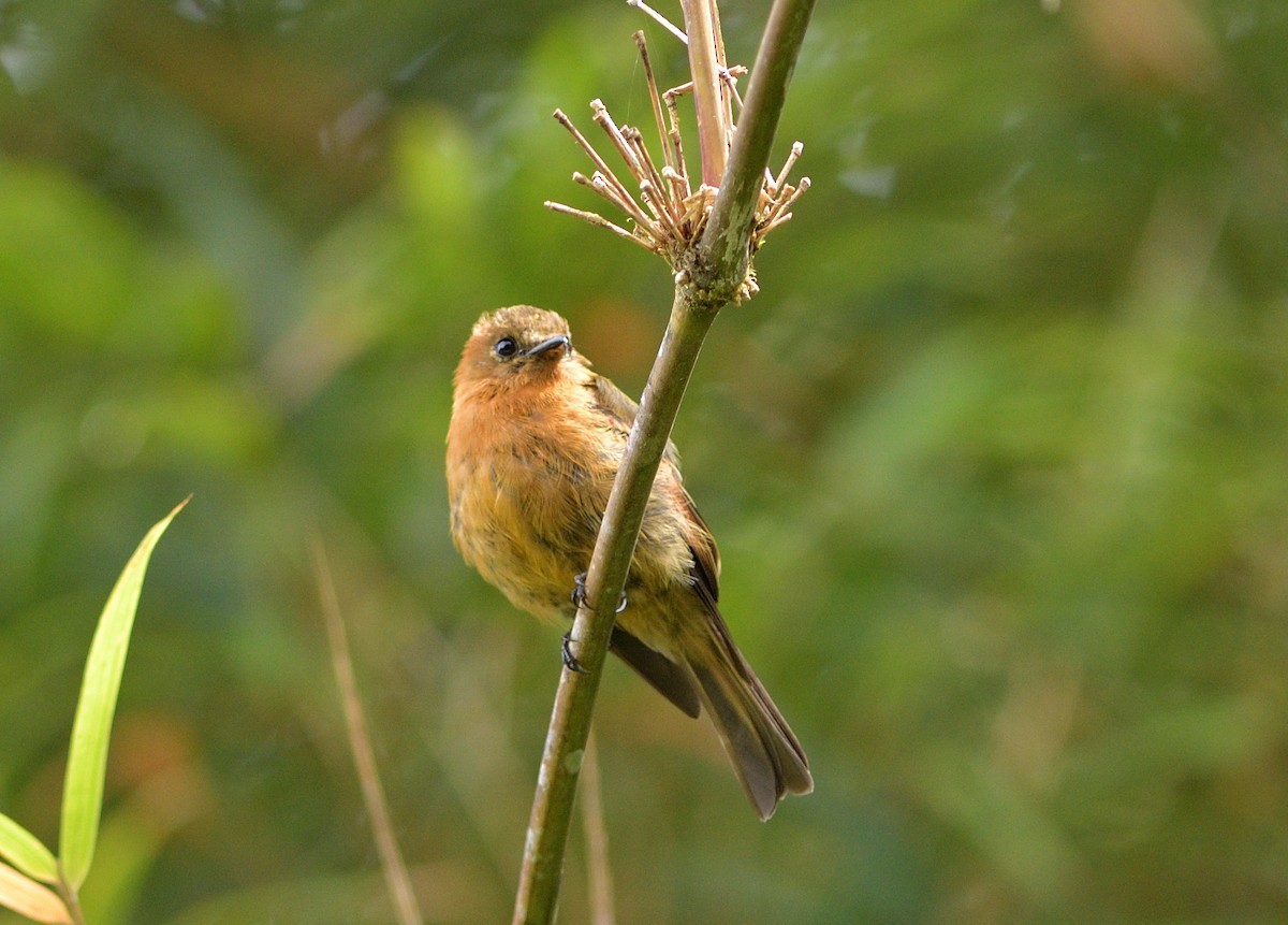 Cinnamon Flycatcher - ML647621196