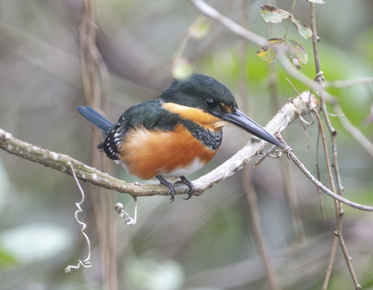 bronseisfugl - ML647621201