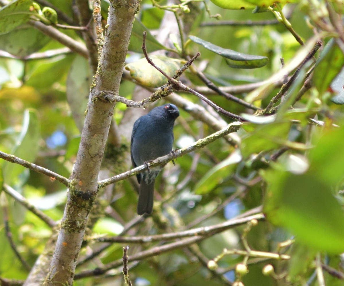 Bluish Flowerpiercer - ML647621238