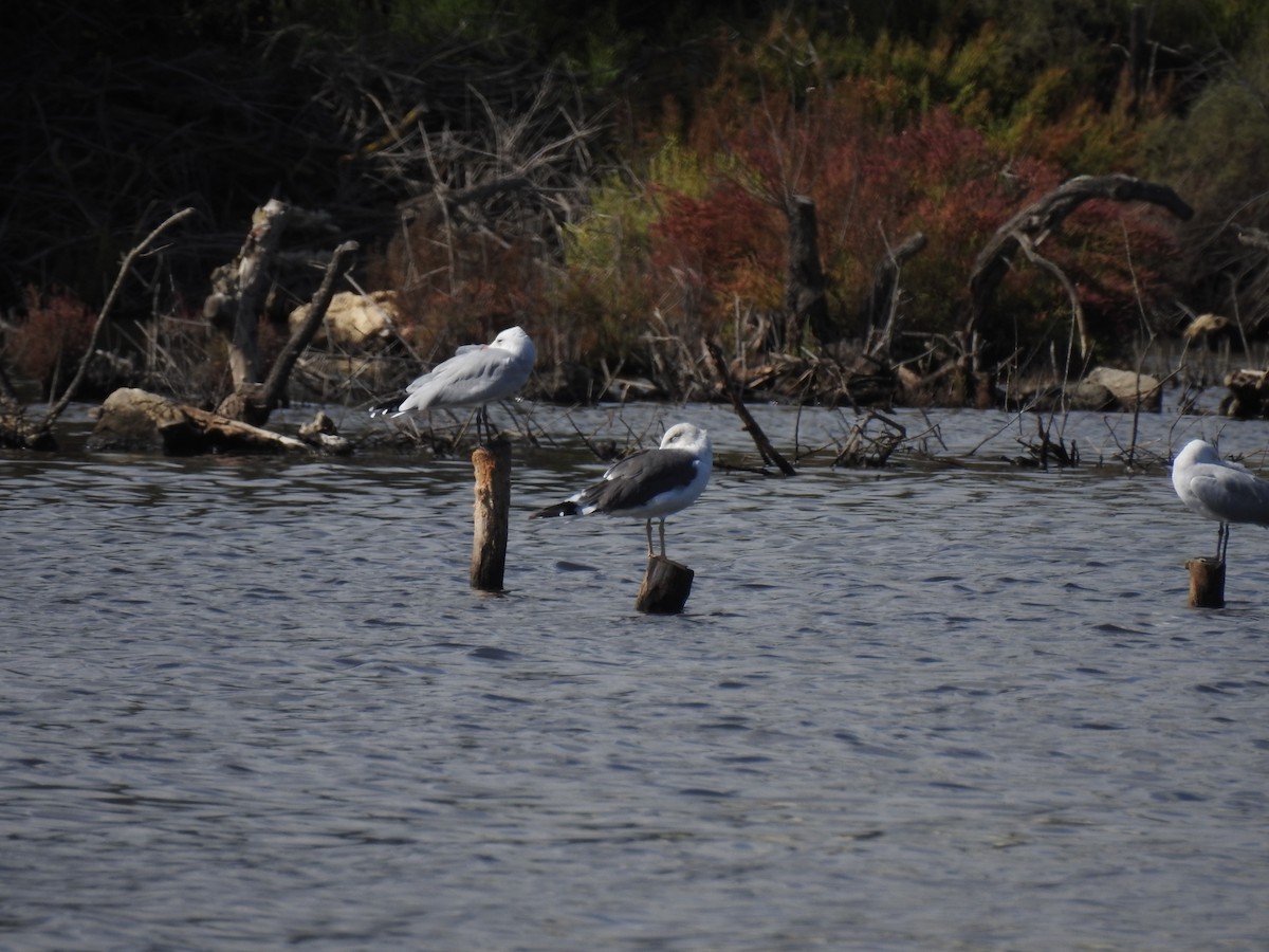 Lesser Black-backed Gull - ML647621270
