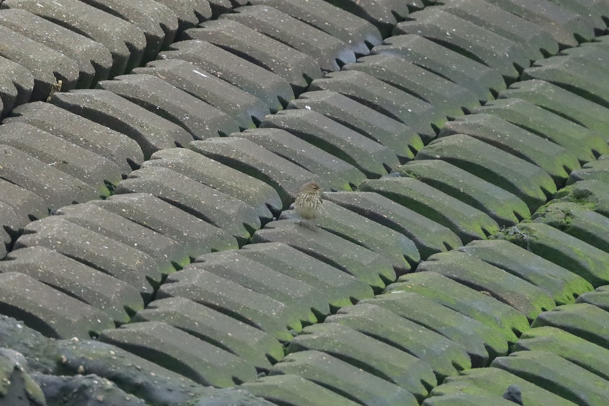 Rock Pipit - ML647621322