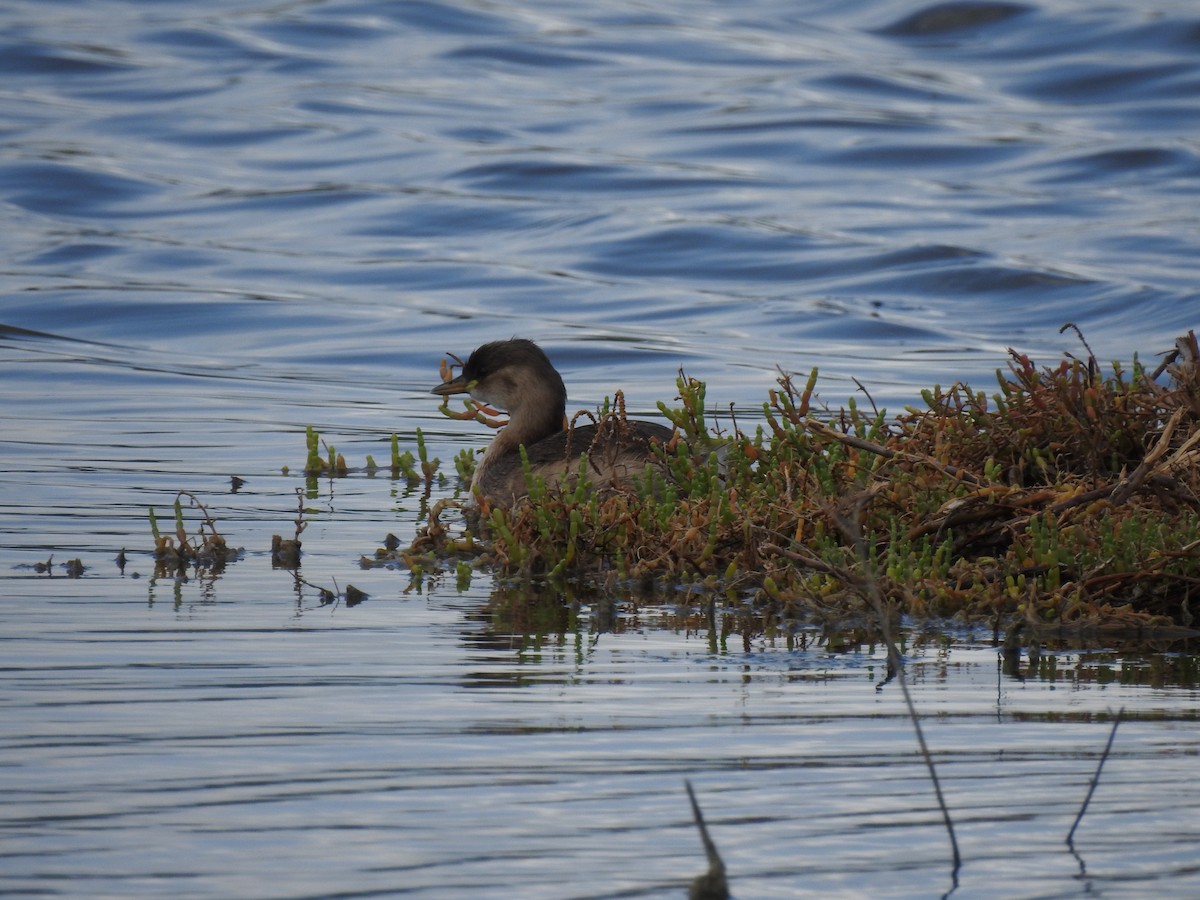 Little Grebe - ML647621344