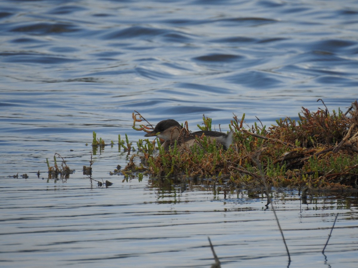 Little Grebe - ML647621348