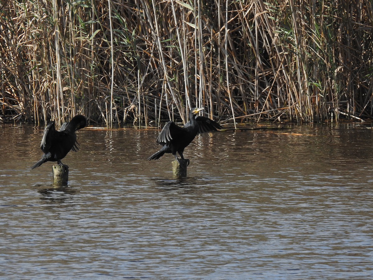 Great Cormorant - ML647621366
