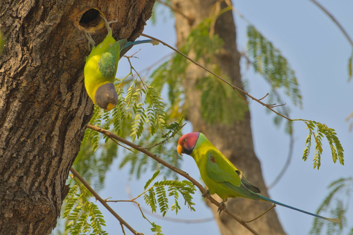 Erik Başlı Yeşil Papağan - ML647621367