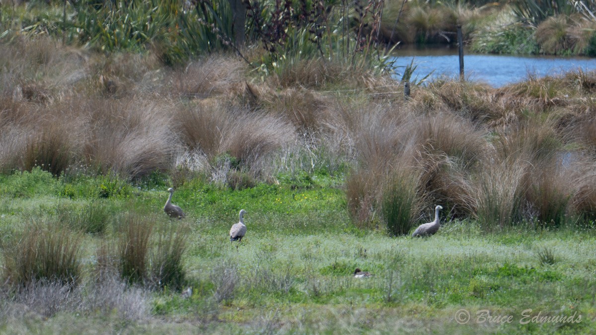 Antzara hauskara - ML647621376