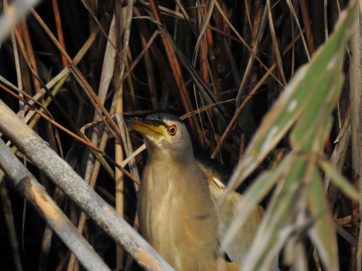 Little Bittern - ML647621380