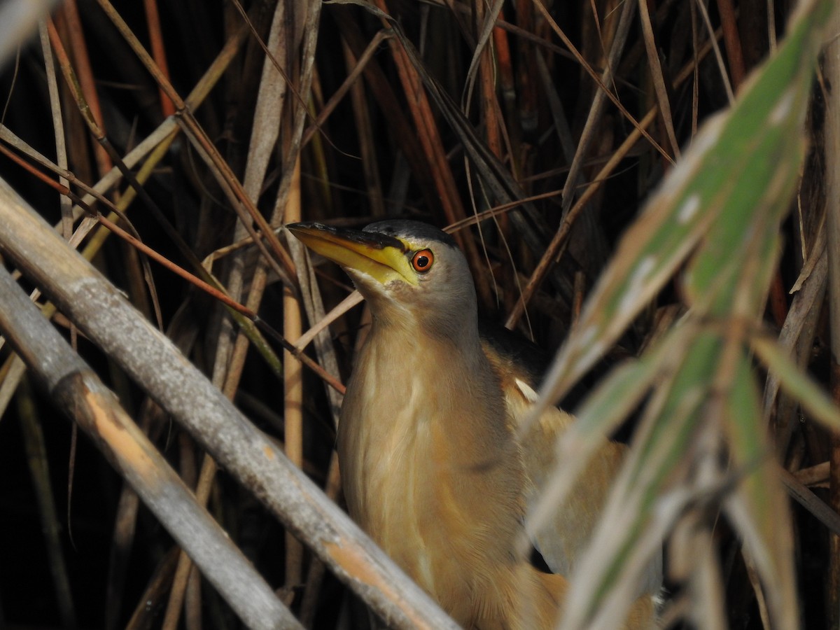 Little Bittern - ML647621381