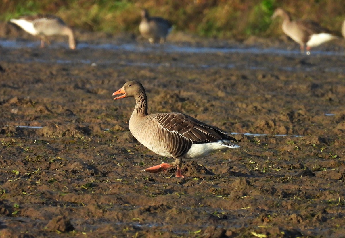 Oie cendrée - ML647621385