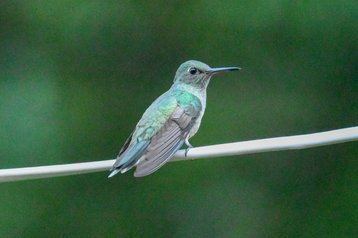 Scaly-breasted Hummingbird - ML647621393