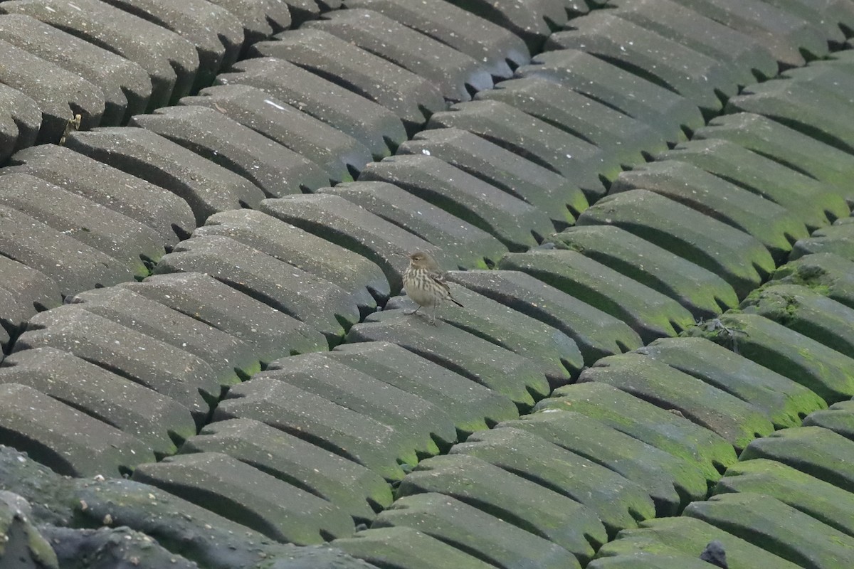 Rock Pipit - ML647621398