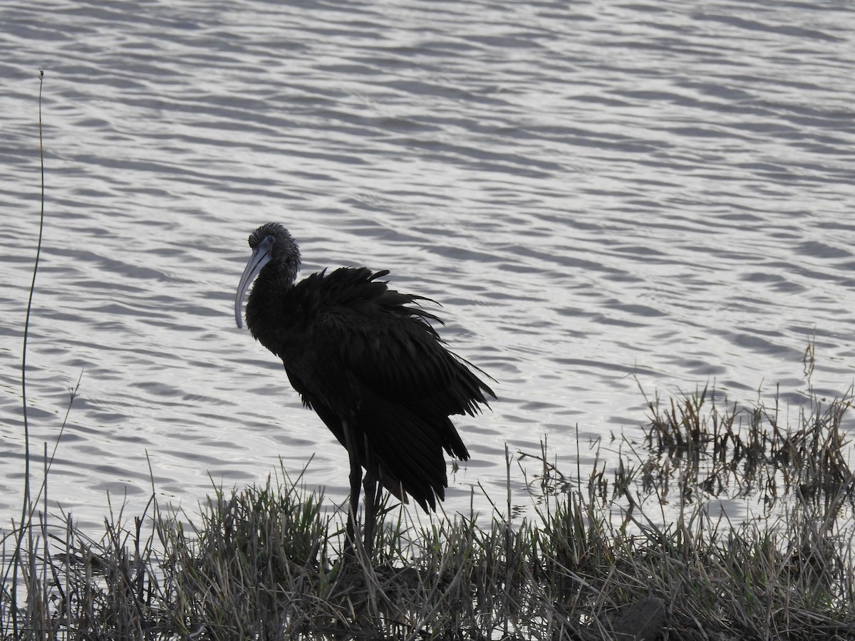 Ibis falcinelle - ML647621414