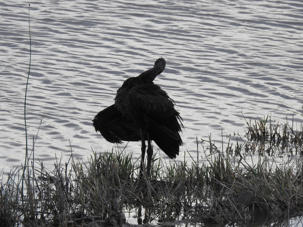 Ibis falcinelle - ML647621416