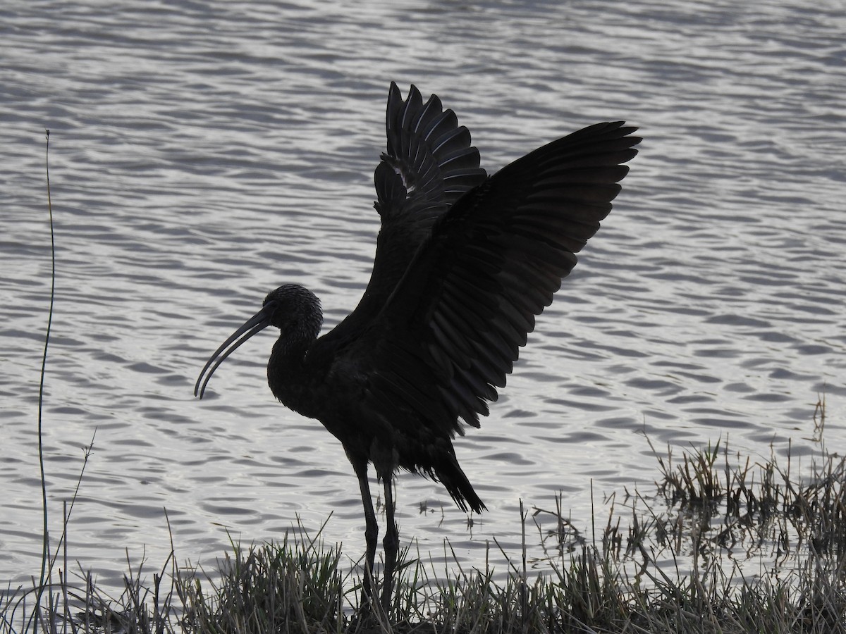 Ibis falcinelle - ML647621417