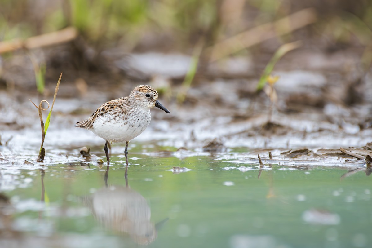 Semipalmated Sandpiper - ML647621429