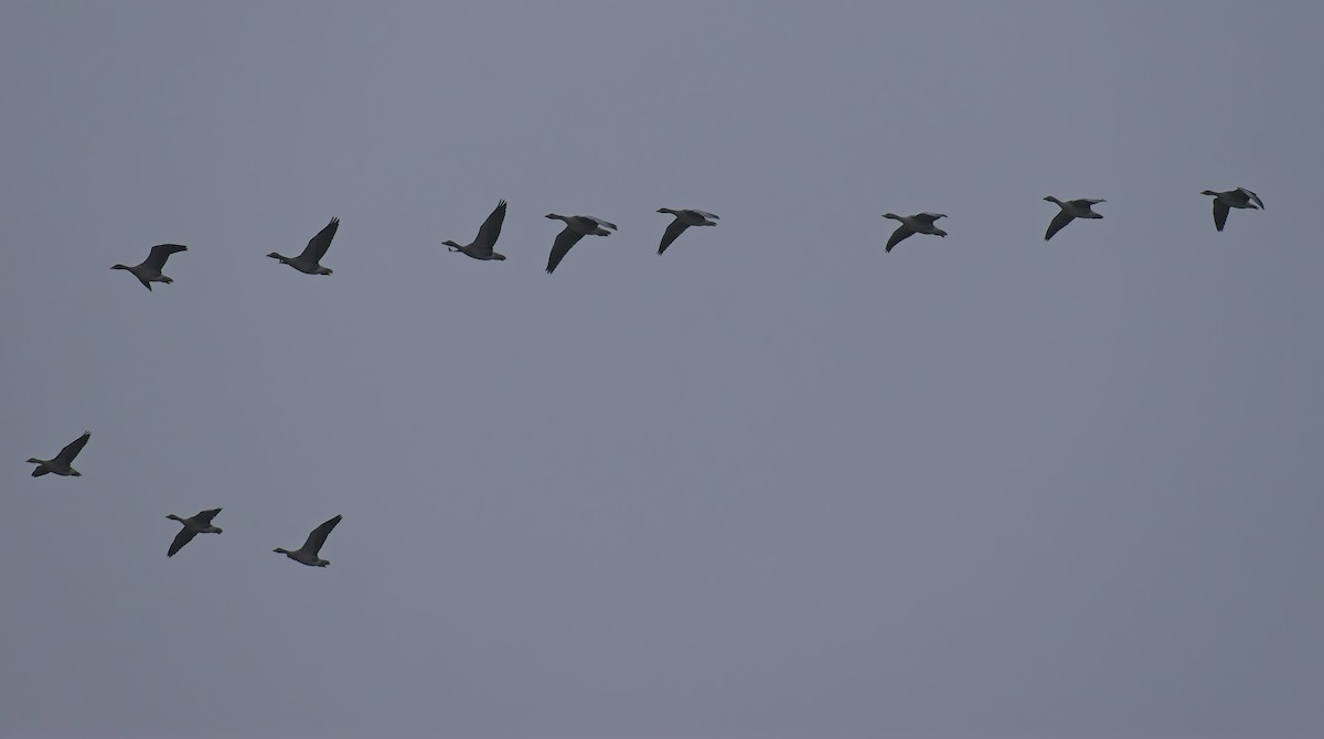 Oie cendrée - ML647621492