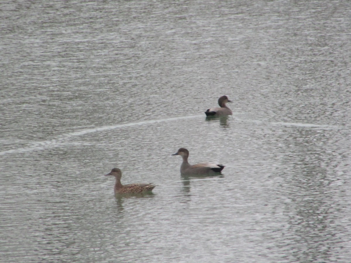 赤膀鴨 - ML647621506