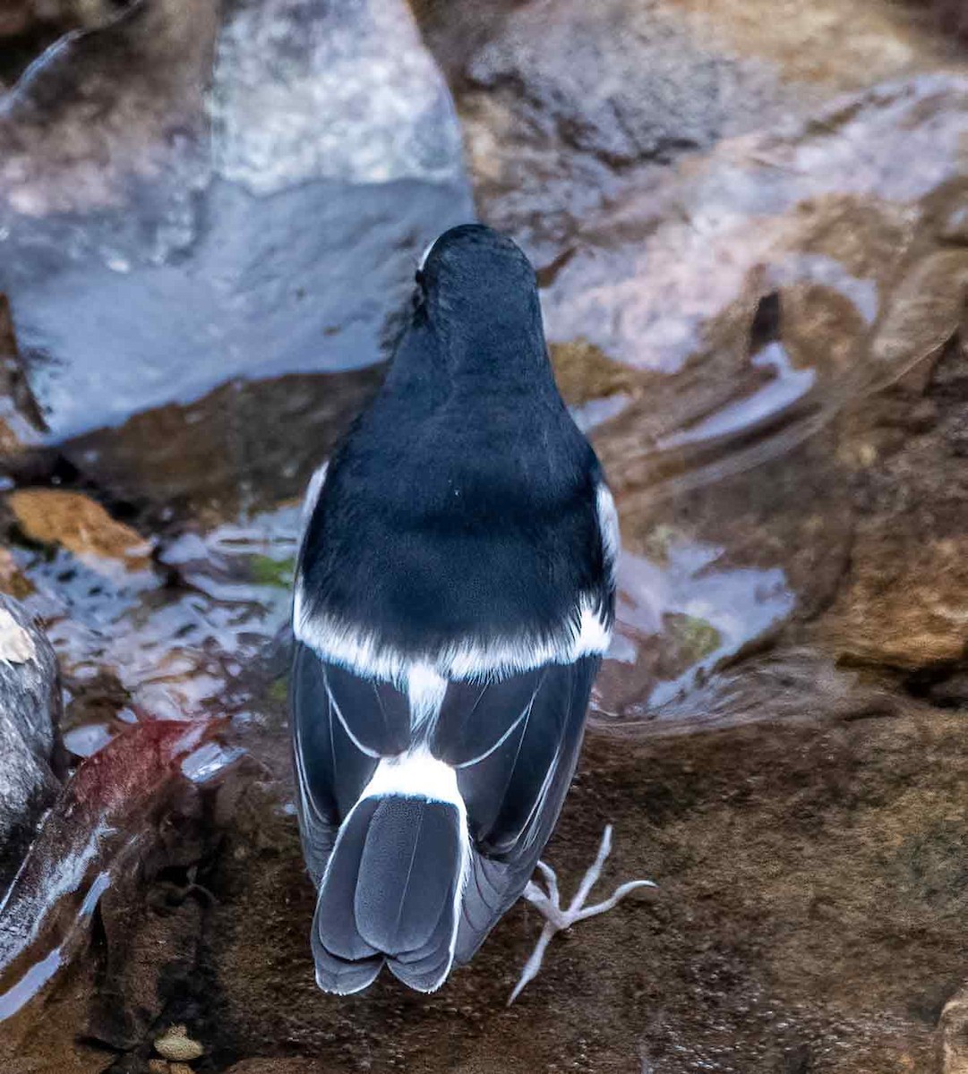 Little Forktail - ML647621507