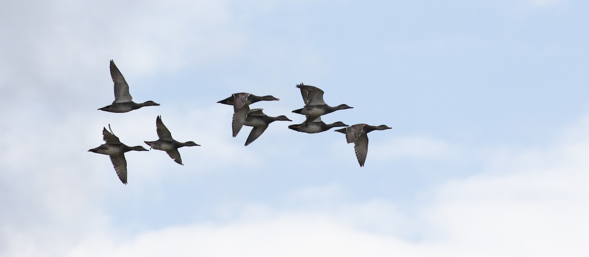 Gadwall - ML647621515