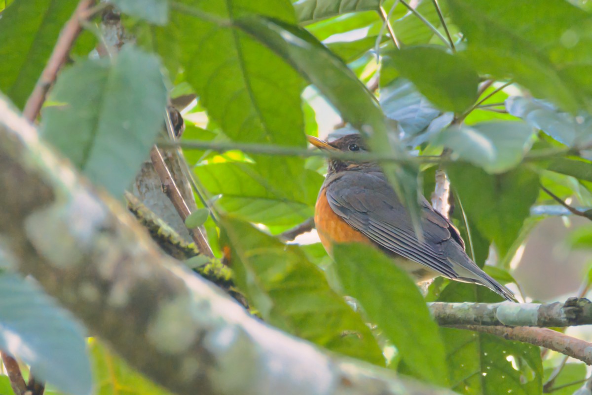 Gray-backed Thrush - ML647621516